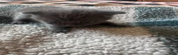 British Shorthair cats for sale: Rare Grey/ginger tortoiseshell kittens - Advert 2