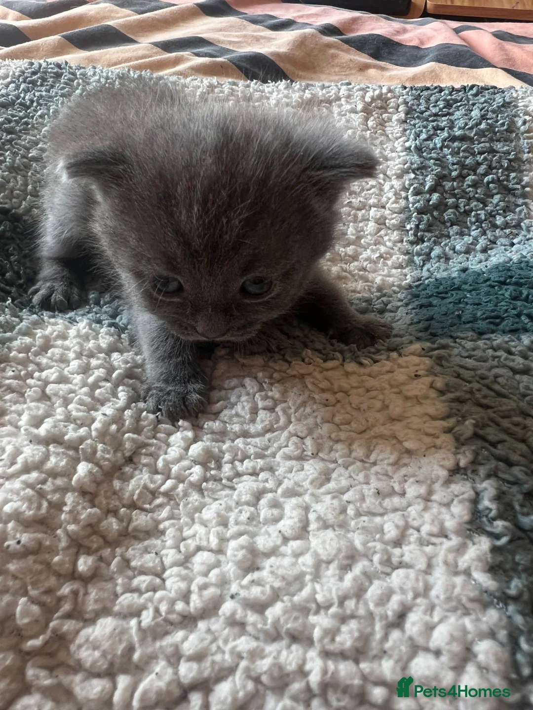 British Shorthair cats for sale: Rare Grey/ginger tortoiseshell kittens - Advert 2