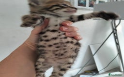 Bengal cats for sale: Pure bengals - Image 2