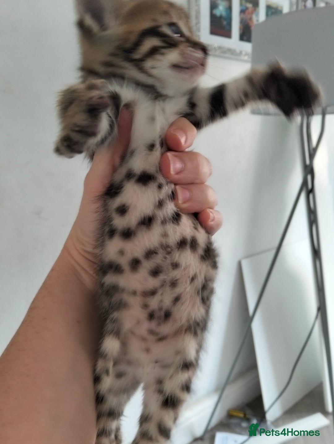 Bengal cats for sale: Pure bengals - Image 2