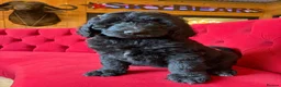 Bernedoodle dogs for sale: Ultra Bernedoodle 75% Bernese 25% Poodle - Advert 12