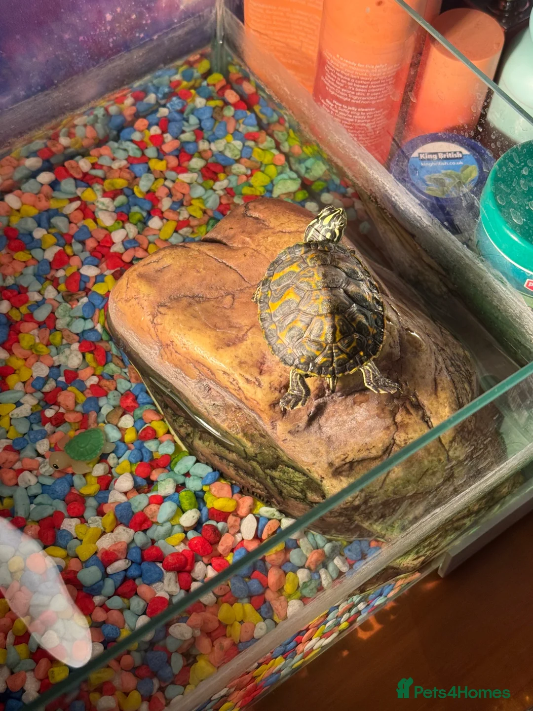 Turtle reptiles for sale: Florida red bellied cooter - Advert 3