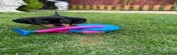 Miniature Dachshund dogs for sale: Miniature short haired Dachshund Puppy’s - Advert 34