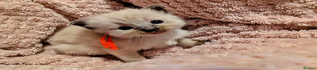 Bambi Mink seal 
