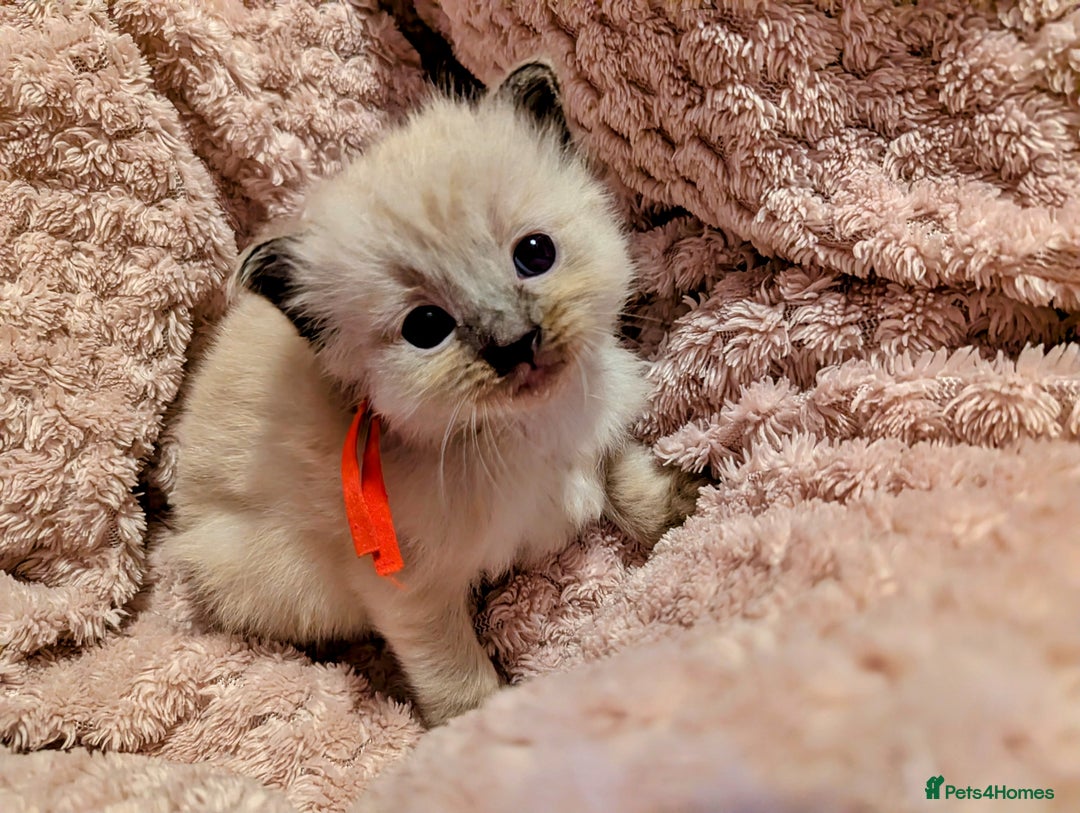 Ragdoll cats for sale:  Beautiful Mink Seal ragdolls - Image 4