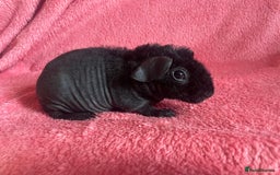 Guinea Pig rodents for sale: skinny pigs and werewolf’s  - Image 3
