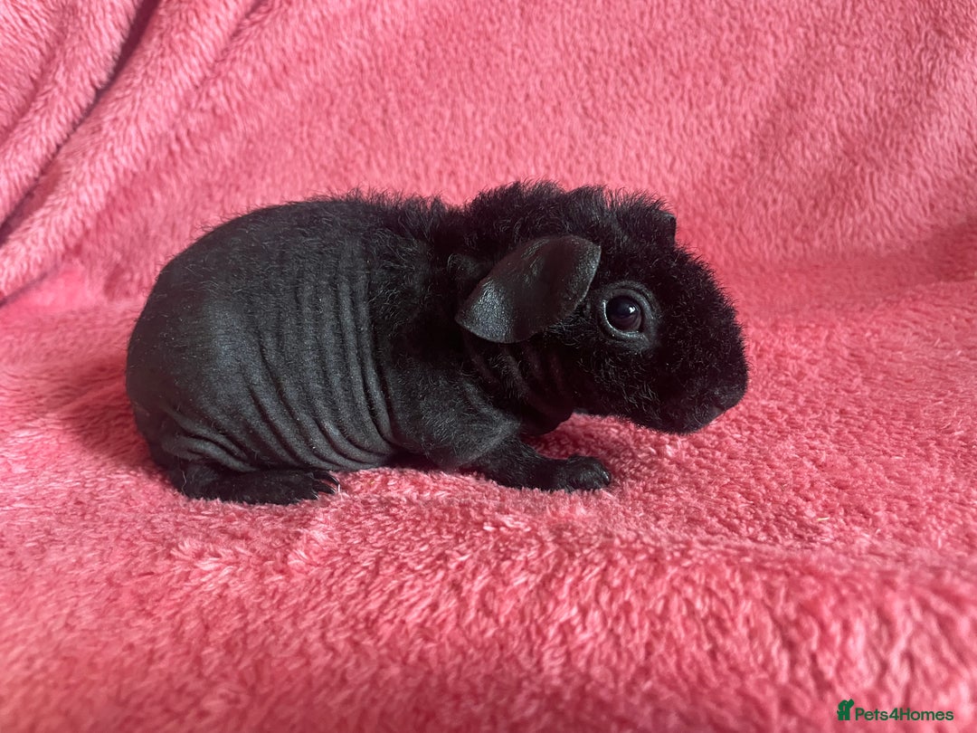 Guinea Pig rodents for sale: skinny pigs and werewolf’s  - Image 3