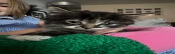 Mixed Breed cats for sale: Beautiful fluffy tabby girl  - Advert 5