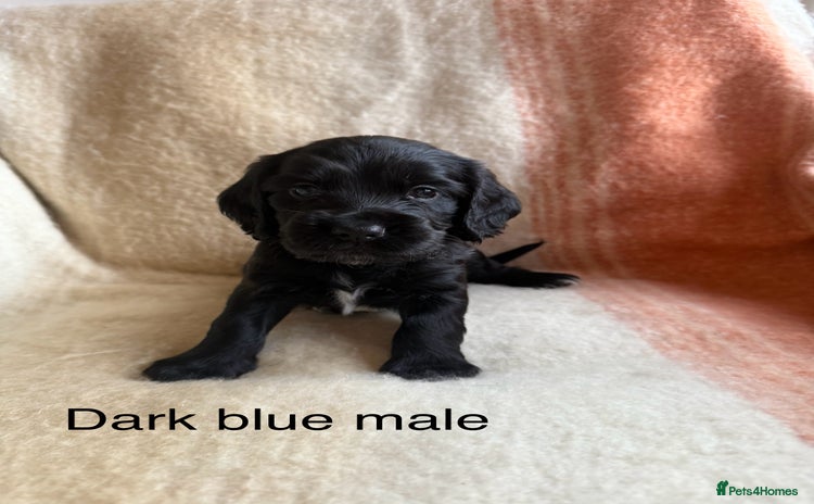 Cocker Spaniel dogs - Advert 4