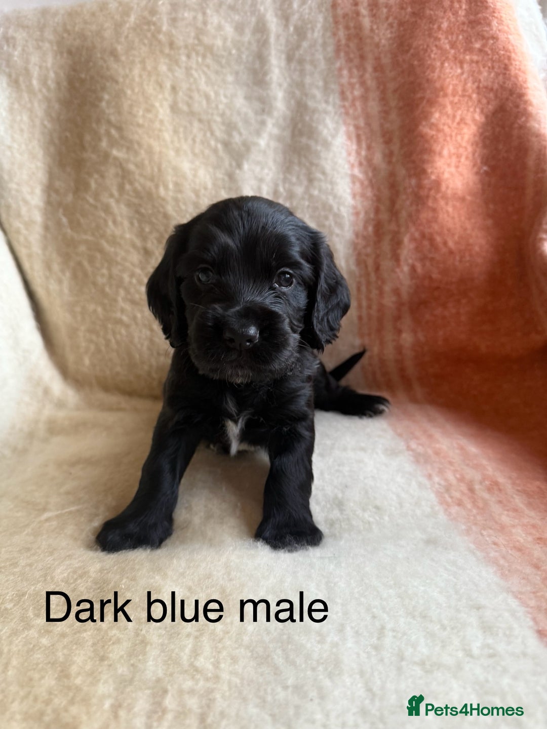 Cocker Spaniel dogs for sale: Working cocker spaniel LAST 2 REMAINING  - Image 7