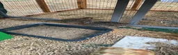 Quail poultry for sale:  Quail female  - Advert 1