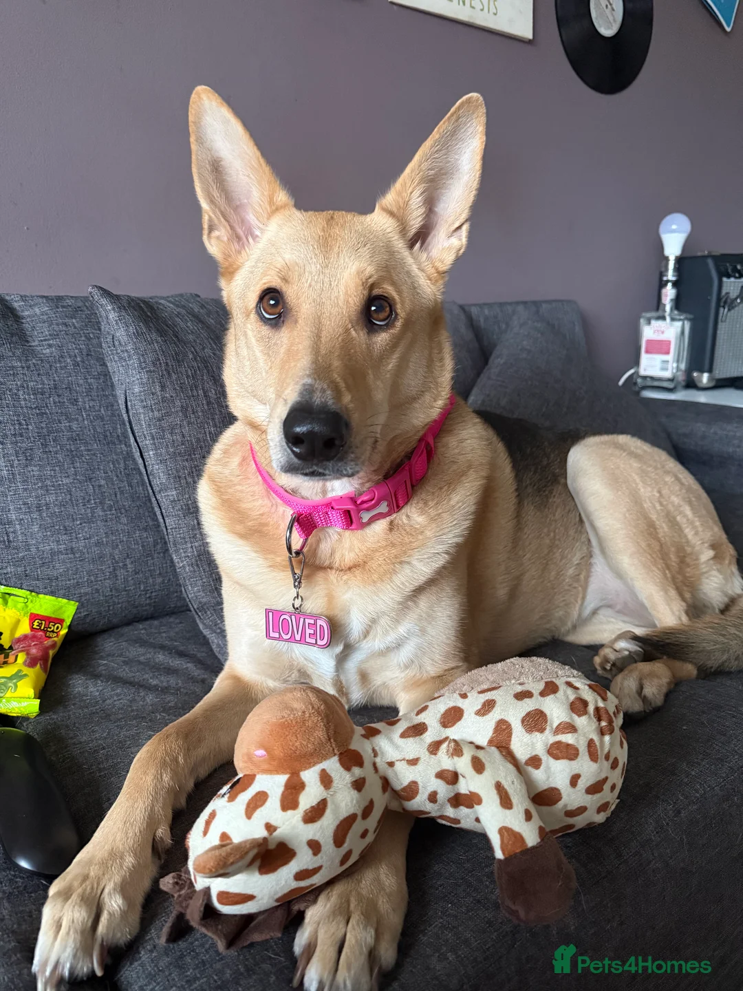 German Shepherd dogs for sale: URGENT REHOMING – FEMALE GERMAN SHEPHERD 🐾 - Advert 1