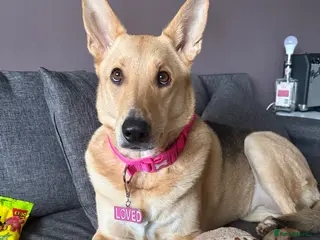 German Shepherd dogs URGENT REHOMING – FEMALE GERMAN SHEPHERD 🐾 - Advert 1