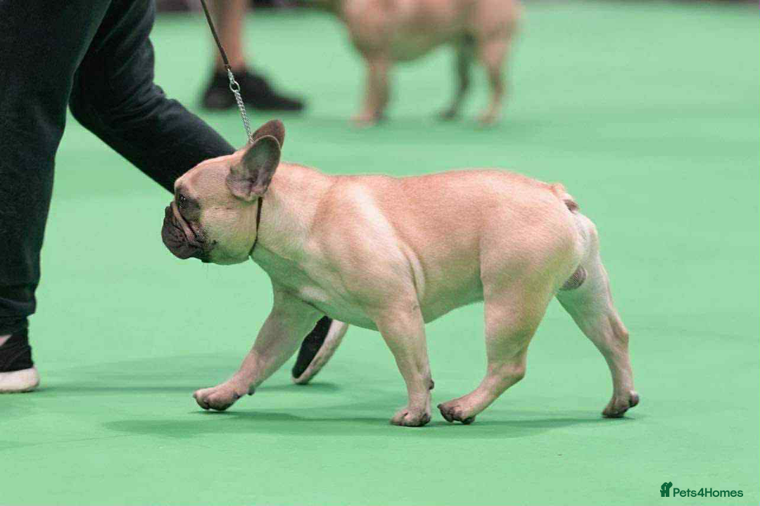 French Bulldog dogs for sale: Home-Reared French Bulldog Puppies – KC Registered - Image 13