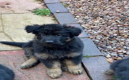 German Shepherd dogs for sale: READY TO GO Long Haired German Shepherd Puppies - Image 12