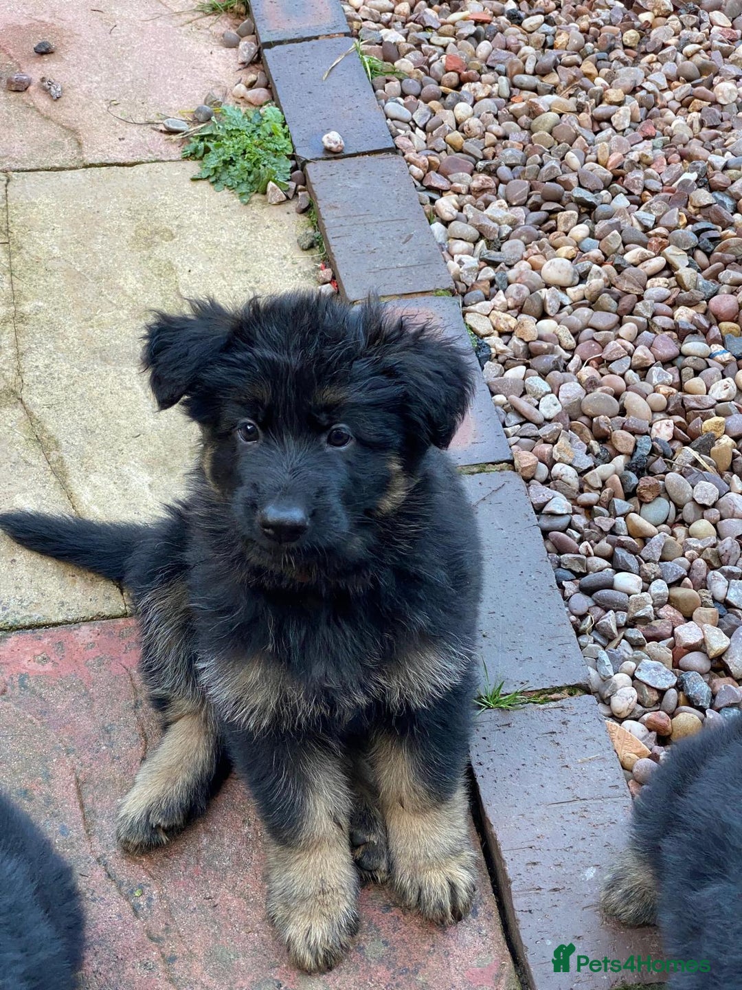 German Shepherd dogs for sale: READY TO GO Long Haired German Shepherd Puppies - Image 12