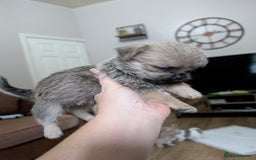 Mixed Breed dogs for sale: ShiChi - Image 9