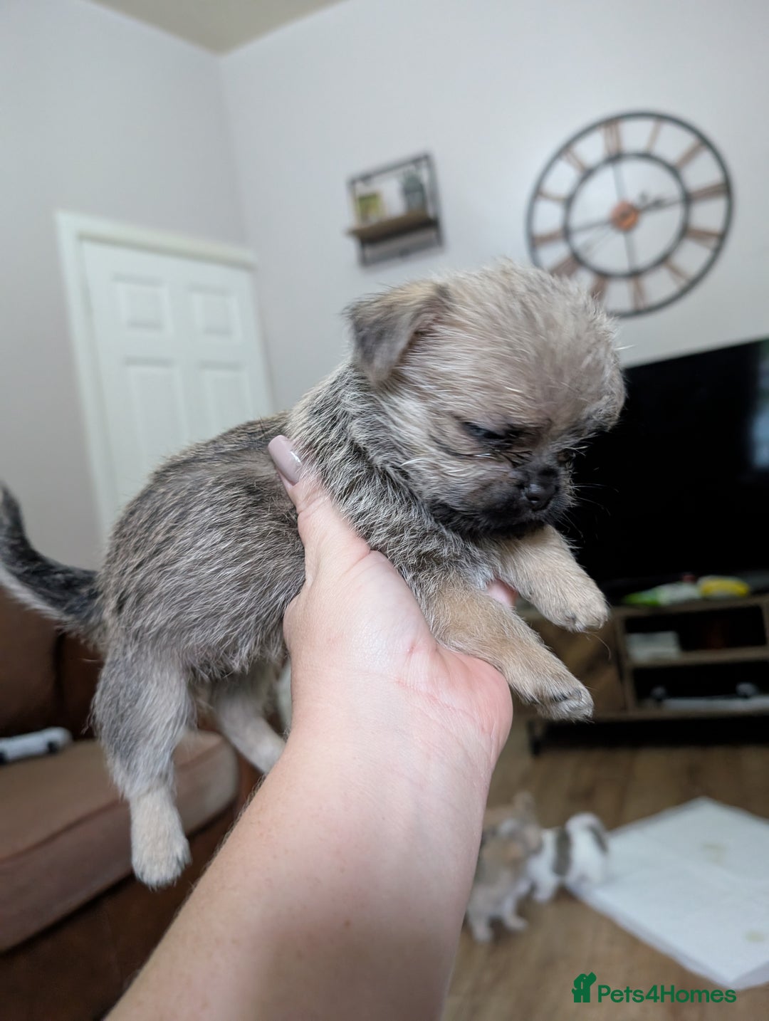 Mixed Breed dogs for sale: ShiChi - Image 9