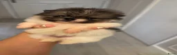 Pomeranian dogs for sale: Double coated true to type Pomeranians  - Advert 9