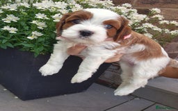 Cavapoo dogs for sale: Too cute to handle cavapoo puppies - Image 19