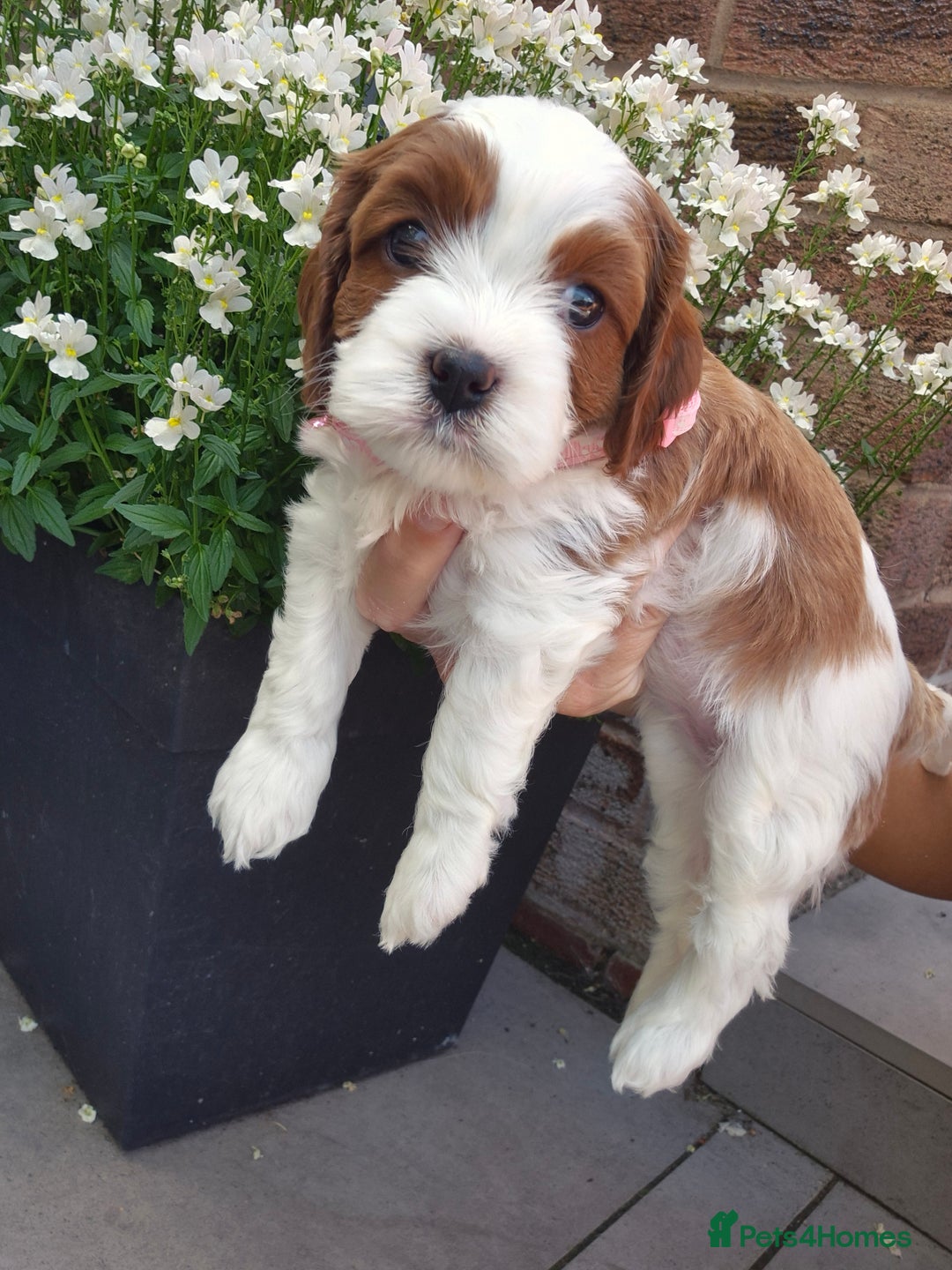 Cavapoo dogs for sale: Too cute to handle cavapoo puppies - Image 19