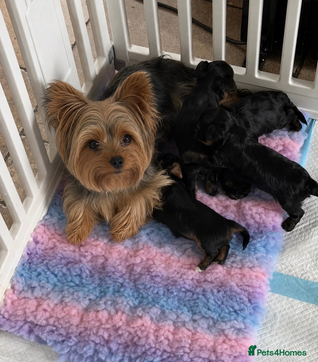 Yorkshire Terrier dogs Small Mini Yorkshire Terrier Puppies - Advert 9