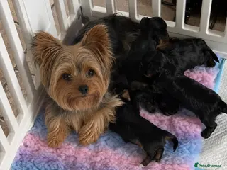 Yorkshire Terrier dogs Small Mini Yorkshire Terrier Puppies - Advert 9