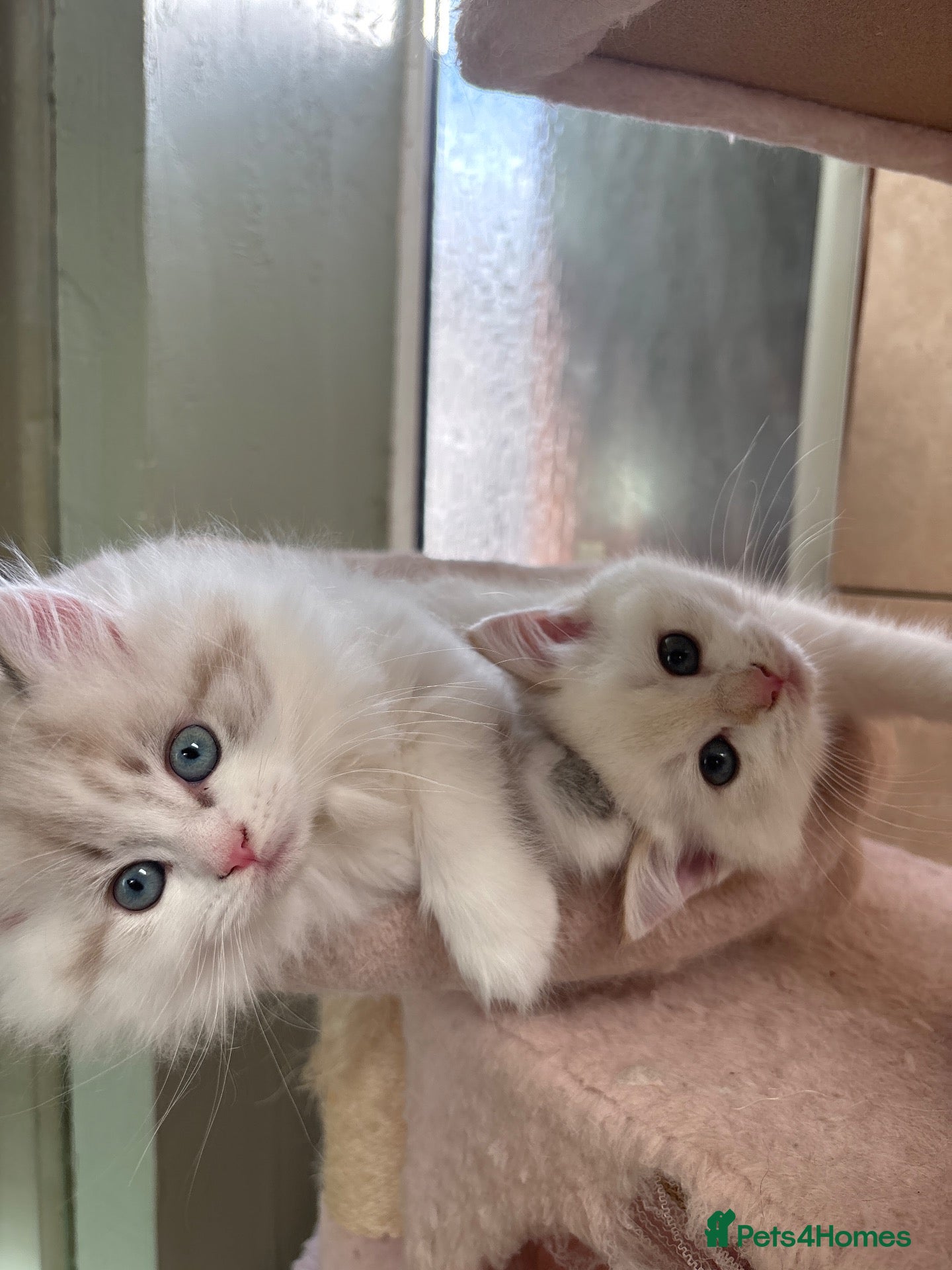British Shorthair cats 🐾 **GORGEOUS BSH × LYNX POINT GIRLS* 🐾 - Advert 20
