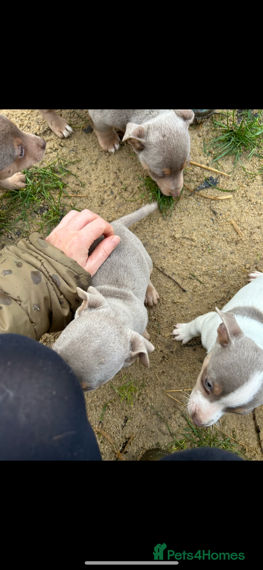 Jack Russell dogs for sale: Miniature Lilac jack Russells - Advert 3