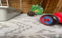 Mini Lop rabbits for sale: Mini lop rabbit - Image 3