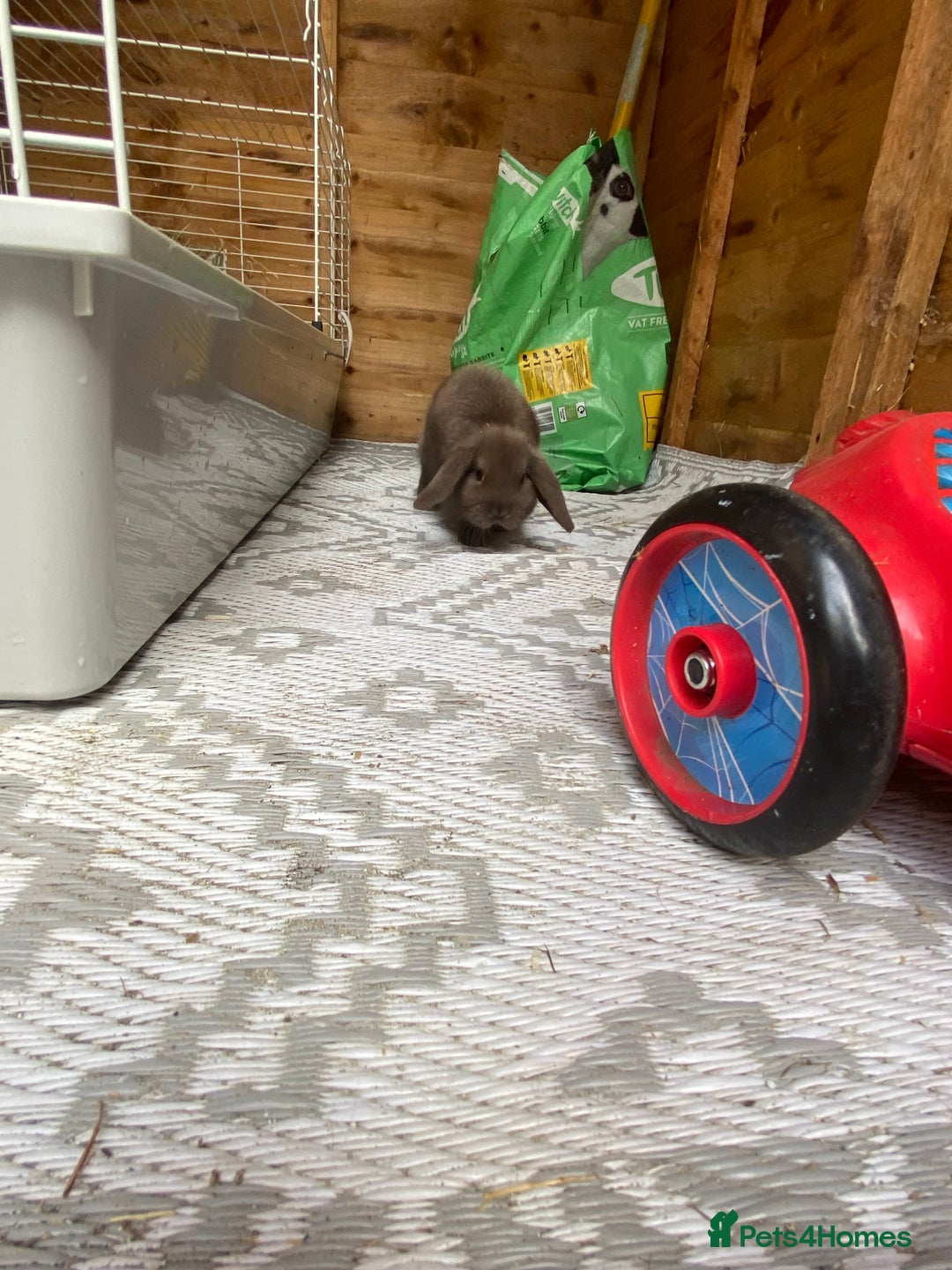 Mini Lop rabbits for sale: Mini lop rabbit - Image 3