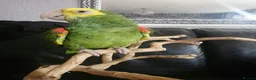 Parrots birds for sale: Double yellow headed amazon - Advert 6