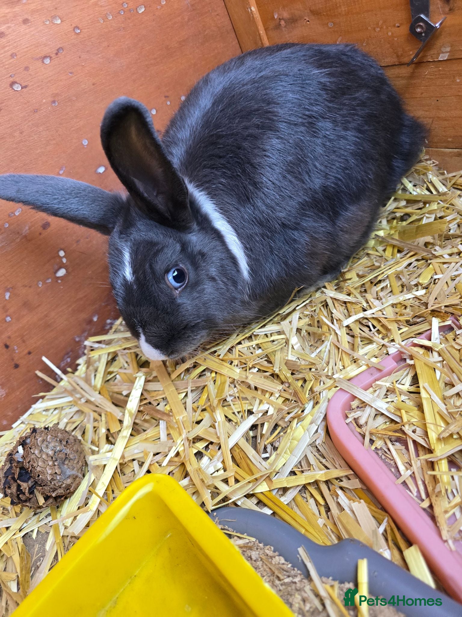 Mixed Breed rabbits Neutered Mixed Breed Rabbit - Advert 2