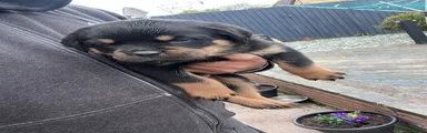 Rottweiler Puppy 3