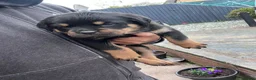 Rottweiler dogs for sale: rottweiler pups - Advert 6