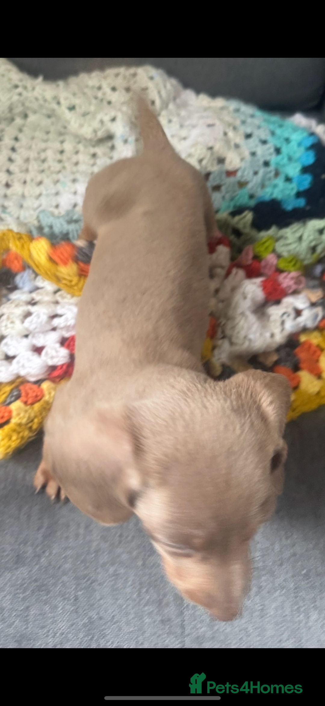 Dachshund dogs for sale: Miniature dachshund puppies  - Image 11