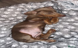 Dachshund dogs for sale: 15 week old dachshund boy🐶 - Image 3