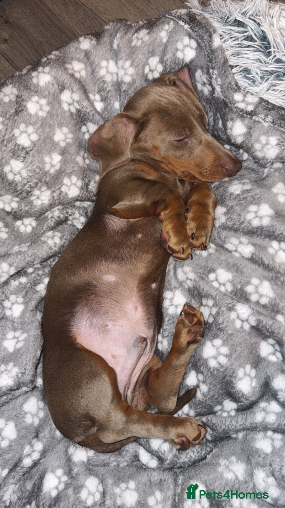 Dachshund dogs for sale: 15 week old dachshund boy🐶 - Image 3
