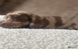 Dachshund dogs for sale: 🌭🌭🌭🌭🌭🌭🌭little dachshunds🌭🌭🌭🌭🌭  - Image 25