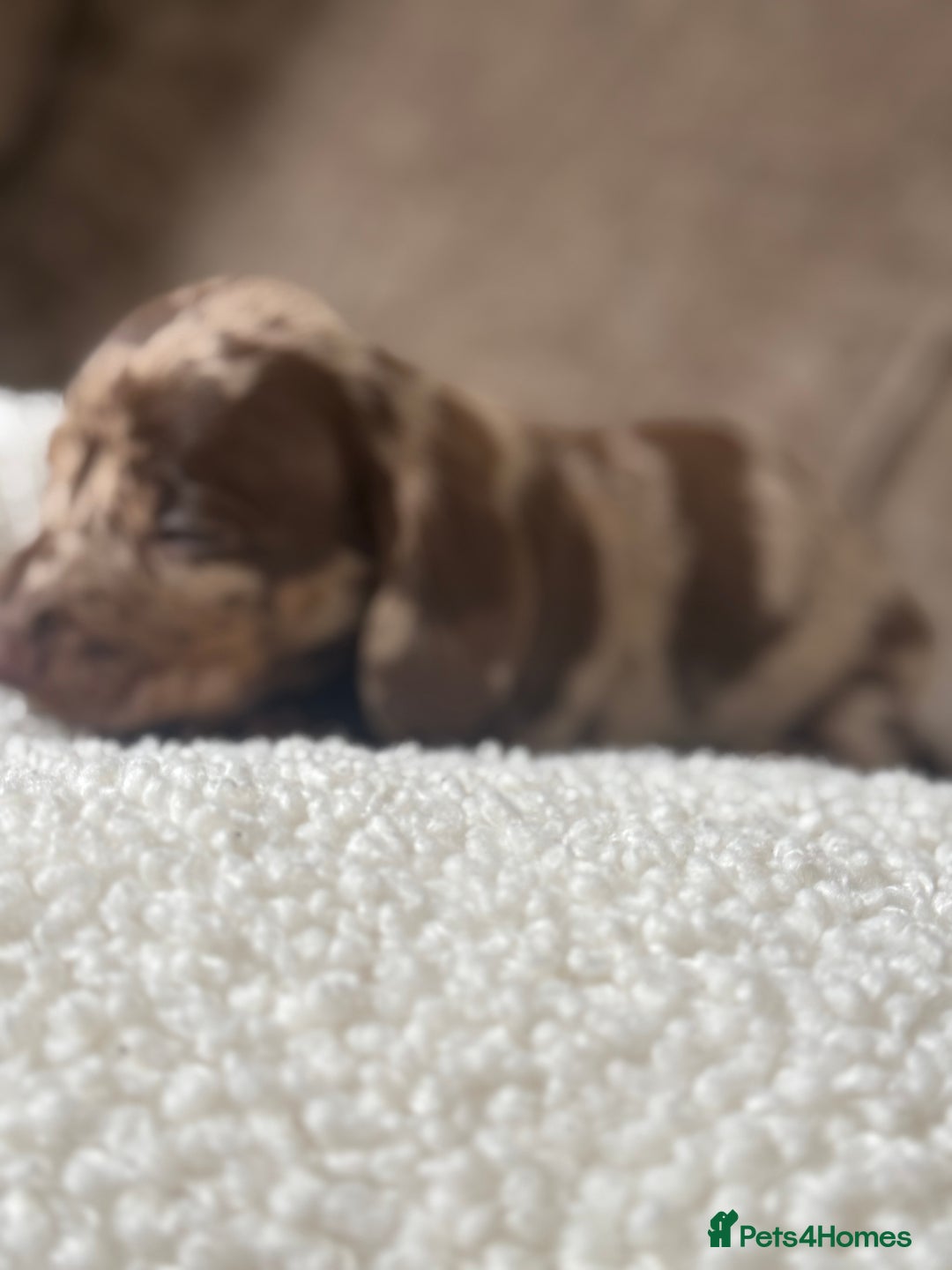 Dachshund dogs for sale: 🌭🌭🌭🌭🌭🌭🌭little dachshunds🌭🌭🌭🌭🌭  - Image 25