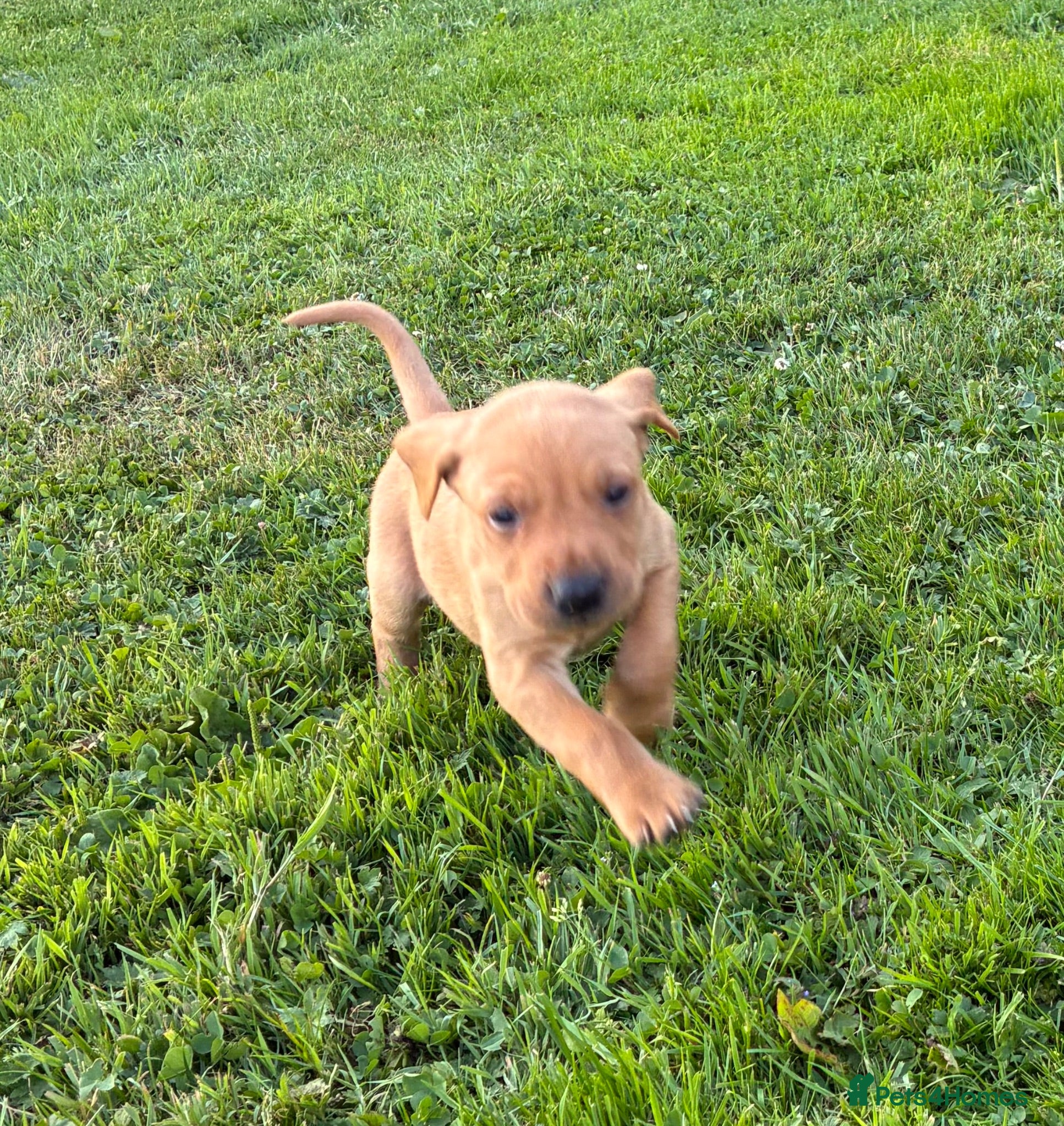 Labrador Retriever dogs F1 Labrador x Vizsla - Advert 2