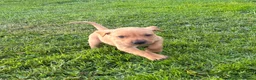 Labrador Retriever dogs for sale: F1 Labrador x Vizsla - Advert 2