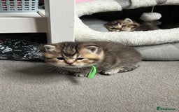 British Shorthair cats for sale: British shorthair kittens - Image 5