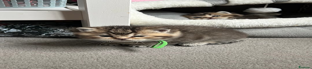 British Shorthair green colour Kitten 