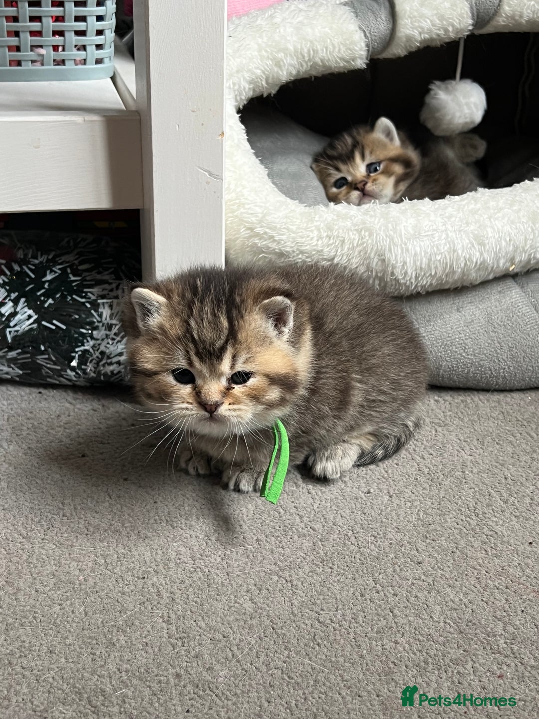 British Shorthair cats for sale: British shorthair kittens - Image 5