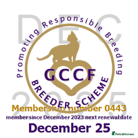 British Shorthair cats - Advert 3