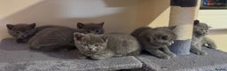 British Shorthair cats for sale: British short hair for sale - Advert 8