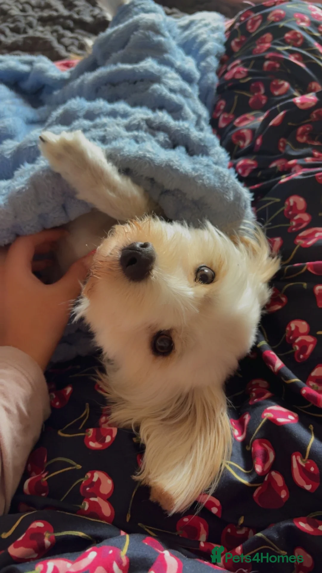 Mixed Breed dogs for sale: Aerie dog 💙🐾 - Advert 3