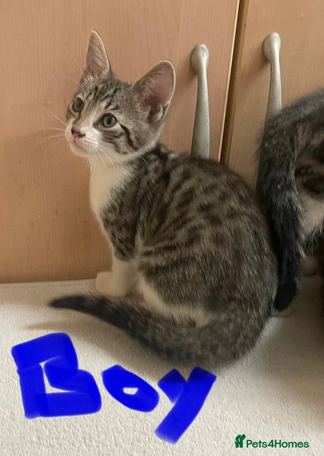 Mixed Breed cats for sale: Tabby kittens  - Advert 8