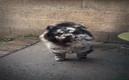 Chow Chow dogs for sale: Male Merle chow chow  - Image 2